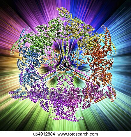 Fatty acid synthase molecule View Large Illustration Stock Illustration - Fatty acid synthase molecule. Fotosearch