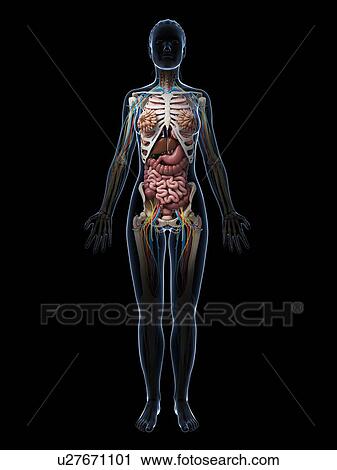 Female anatomy, artwork View Large Illustration Clip Art - Female anatomy, artwork. Fotosearch