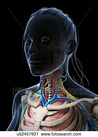 Female anatomy, artwork View Large Illustration Clip Art - Female anatomy, artwork. Fotosearch