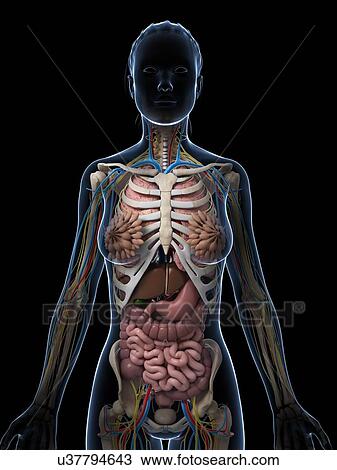 Drawing - Female anatomy, artwork. Fotosearch
