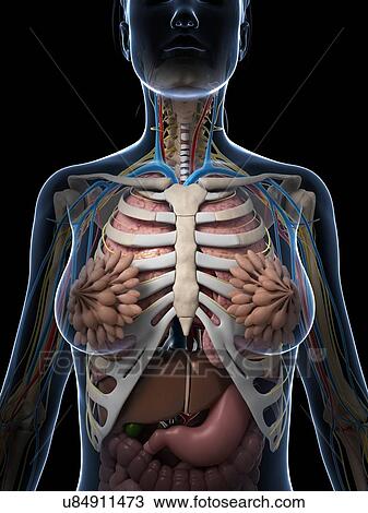 Female anatomy, artwork View Large Illustration Drawing - Female anatomy, artwork. Fotosearch