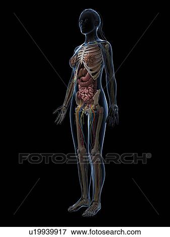 Stock Illustration - Female anatomy, artwork. Fotosearch