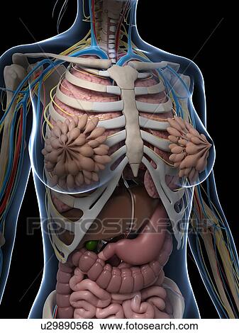 Female anatomy, artwork View Large Illustration Stock Illustration - Female anatomy, artwork. Fotosearch