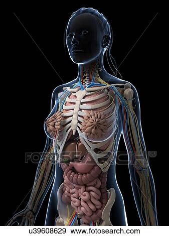 Stock Illustration - Female anatomy, artwork. Fotosearch