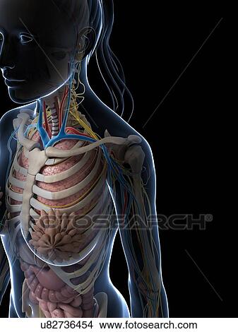 Stock Illustration - Female anatomy, artwork. Fotosearch