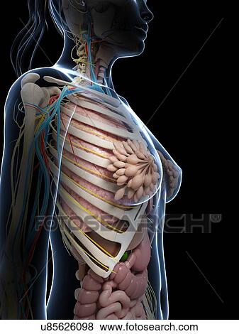 Female anatomy, artwork View Large Illustration Stock Illustration - Female anatomy, artwork. Fotosearch
