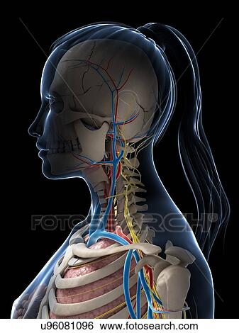 Female anatomy, artwork View Large Illustration Stock Illustration - Female anatomy, artwork. Fotosearch