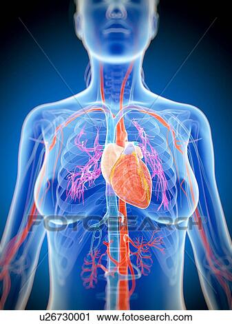 Female heart, artwork View Large Illustration Clip Art - Female heart, artwork. Fotosearch