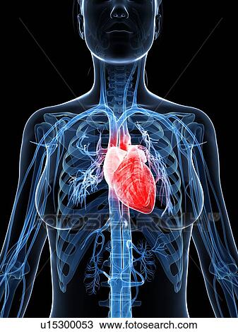 Female heart, artwork View Large Illustration Drawing - Female heart, artwork. Fotosearch