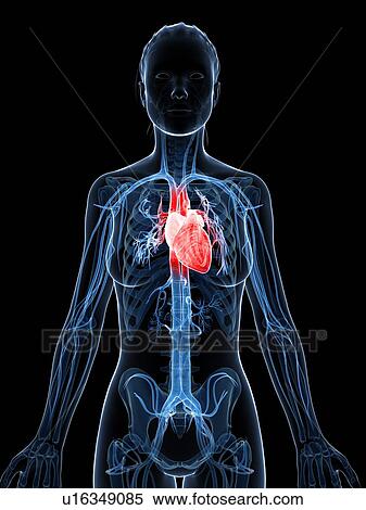 Female heart, artwork View Large Illustration Stock Illustration - Female heart, artwork. Fotosearch