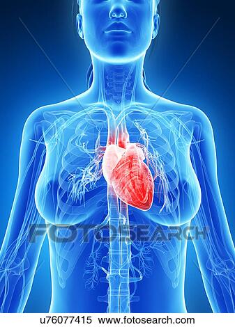 Female heart, artwork View Large Illustration Stock Illustration - Female heart, artwork. Fotosearch