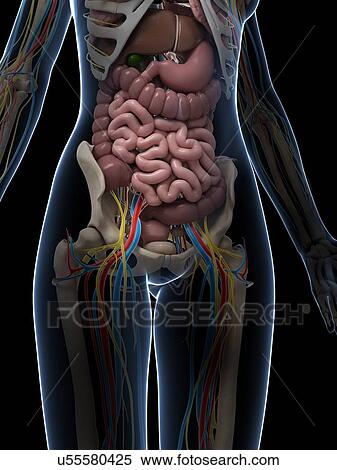 Female intestinal anatomy, artwork View Large Illustration Stock Illustration - Female intestinal anatomy, artwork. Fotosearch