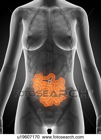 Female intestine, artwork View Large Illustration Clipart - Female intestine, artwork. Fotosearch