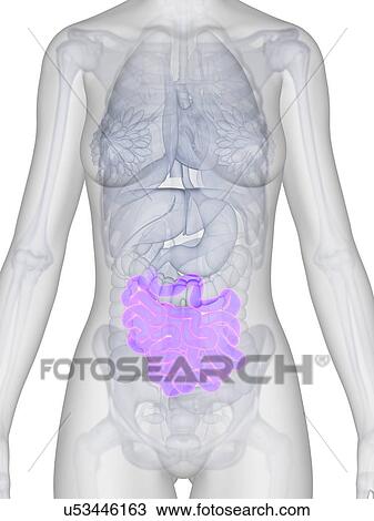 Female intestine, artwork View Large Illustration Drawing - Female intestine, artwork. Fotosearch