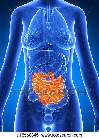Female intestine, artwork View Large Illustration Stock Illustration - Female intestine, artwork. Fotosearch