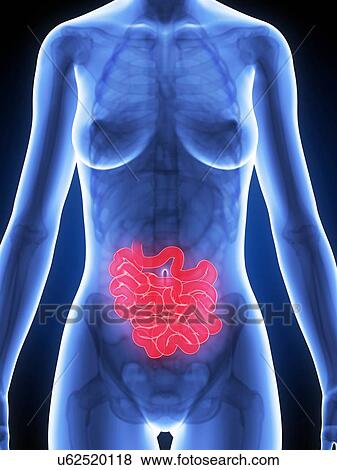 Female intestine, artwork View Large Illustration Stock Illustration - Female intestine, artwork. Fotosearch