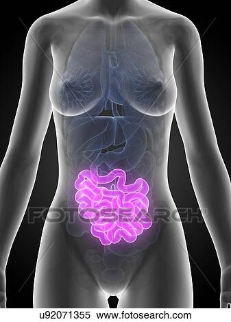 Stock Illustration - Female intestine, artwork. Fotosearch