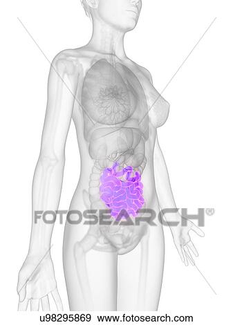 Stock Illustration - Female intestine, artwork. Fotosearch