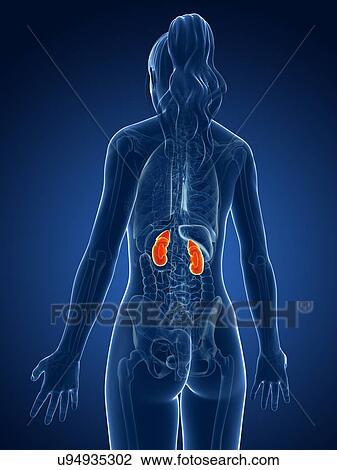 Drawing - Female kidneys, artwork. Fotosearch