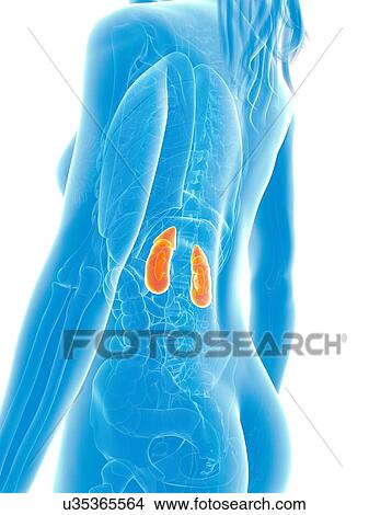 Stock Illustration - Female kidneys, artwork. Fotosearch