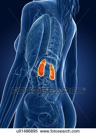 Female kidneys, artwork View Large Illustration Stock Illustration - Female kidneys, artwork. Fotosearch