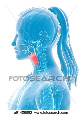 Drawing - Female larynx, artwork. Fotosearch