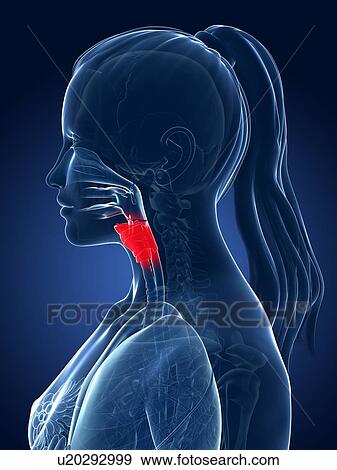 Female larynx, artwork View Large Illustration Stock Illustration - Female larynx, artwork. Fotosearch