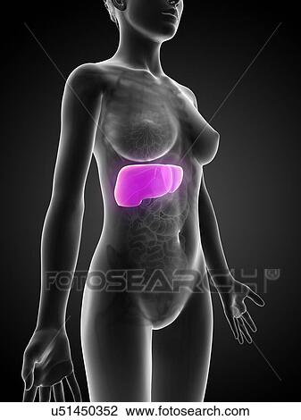Drawing - Female liver, artwork. Fotosearch