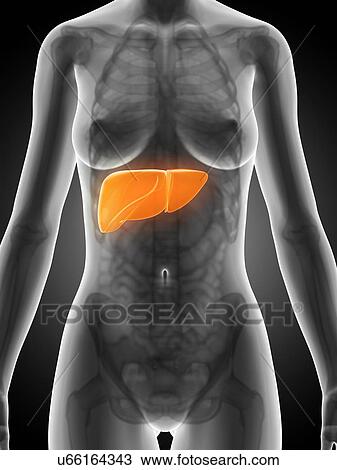 Drawing - Female liver, artwork. Fotosearch
