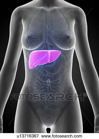Stock Illustration - Female liver, artwork. Fotosearch