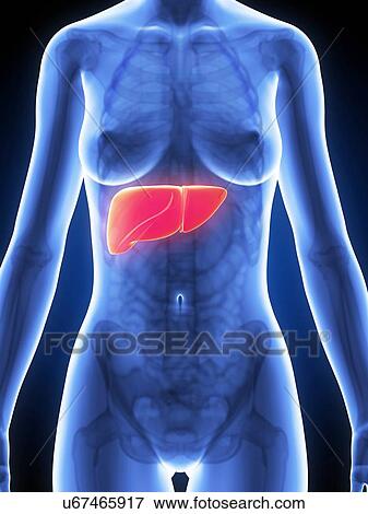Stock Illustration - Female liver, artwork. Fotosearch