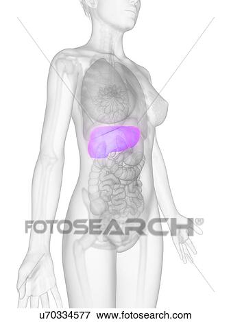 Female liver, artwork View Large Illustration Stock Illustration - Female liver, artwork. Fotosearch