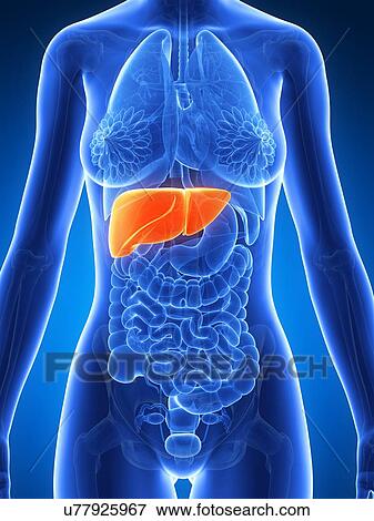 Stock Illustration - Female liver, artwork. Fotosearch