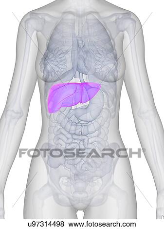 Female liver, artwork View Large Illustration Stock Illustration - Female liver, artwork. Fotosearch