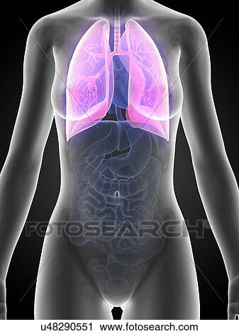 Female lungs, artwork View Large Illustration Clip Art - Female lungs, artwork. Fotosearch