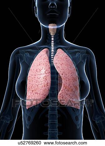 Female lungs, artwork View Large Illustration Clipart - Female lungs, artwork. Fotosearch