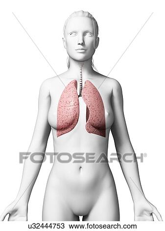 Female lungs, artwork View Large Illustration Drawing - Female lungs, artwork. Fotosearch