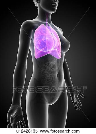 Stock Illustration - Female lungs, artwork. Fotosearch