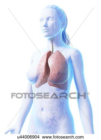 Female lungs, artwork View Large Illustration Stock Illustration - Female lungs, artwork. Fotosearch