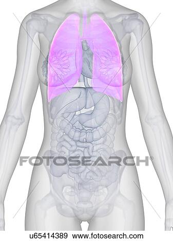 Stock Illustration - Female lungs, artwork. Fotosearch
