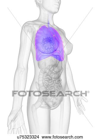 Stock Illustration - Female lungs, artwork. Fotosearch