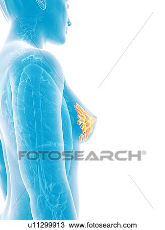 Drawing - Female mammary glands, artwork. Fotosearch
