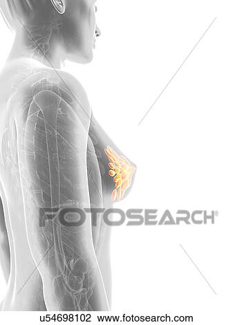 Drawing - Female mammary glands, artwork. Fotosearch