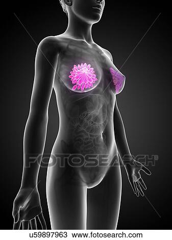 Female mammary glands, artwork View Large Illustration Drawing - Female mammary glands, artwork. Fotosearch