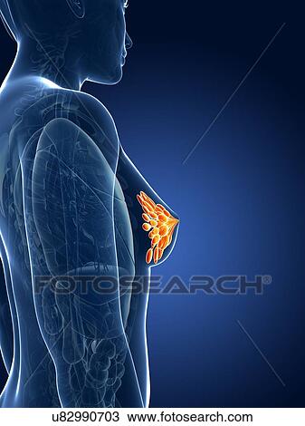 Female mammary glands, artwork View Large Illustration Drawing - Female mammary glands, artwork. Fotosearch