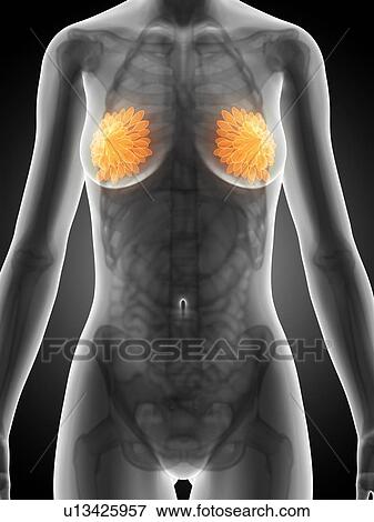 Female mammary glands, artwork View Large Illustration Stock Illustration - Female mammary glands, artwork. Fotosearch