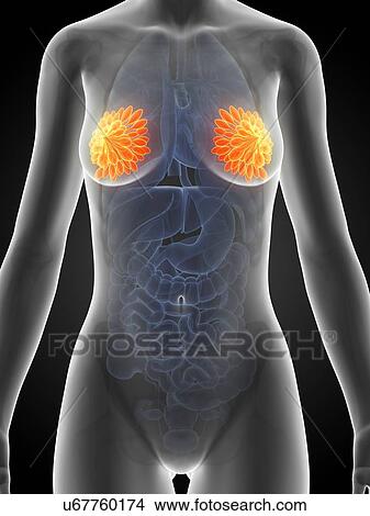 Stock Illustration - Female mammary glands, artwork. Fotosearch