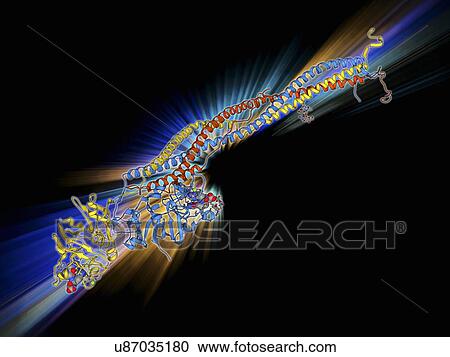 Clipart - Fibrinogen molecule. Fotosearch