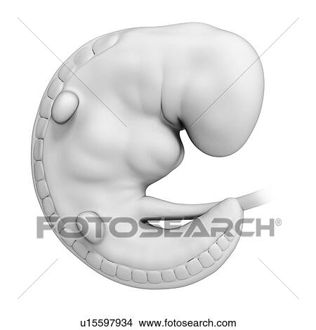 Foetus at month 1, artwork View Large Illustration Stock Illustration - Foetus at month 1, artwork. Fotosearch