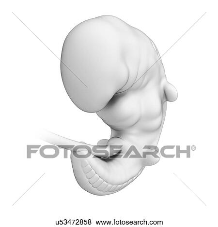 Foetus at month 1, artwork View Large Illustration Stock Illustration - Foetus at month 1, artwork. Fotosearch